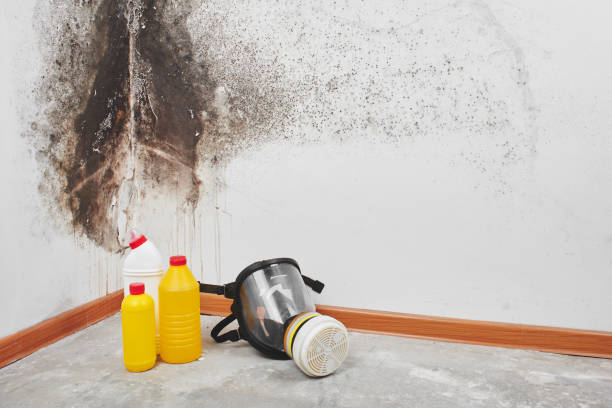 Best Toxic Mold Removal  in Middle River, MD