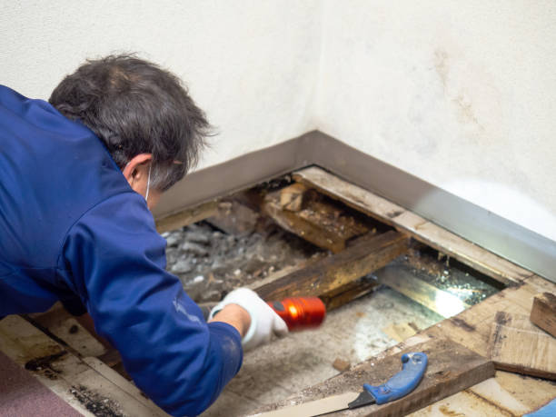 Best Toxic Mold Removal  in Middle River, MD