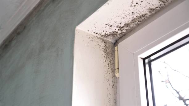 Best Crawl Space Mold Removal  in Middle River, MD