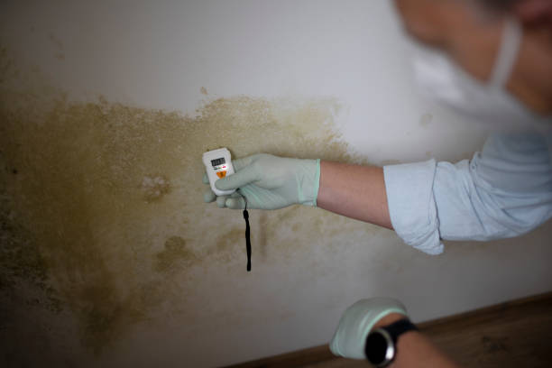 Best Mold Damage Repair  in Middle River, MD
