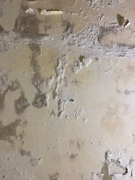 Best Fast Mold Removal  in Middle River, MD