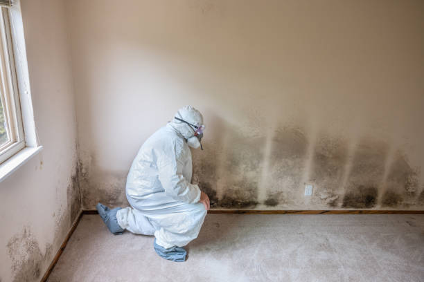 Best Professional Mold Removal  in Middle River, MD